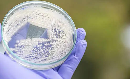 Why Yeast-Derived Biostimulants Are Gaining Attention